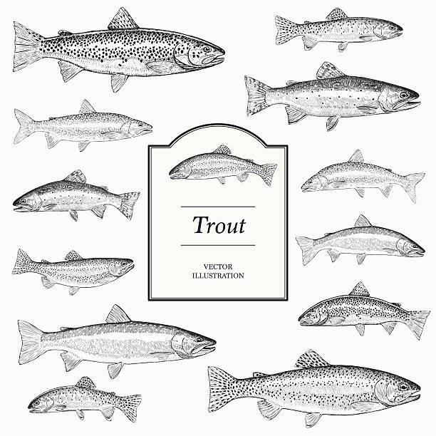 수작업 벡터 일러스트는 송어 - bull trout stock illustrations