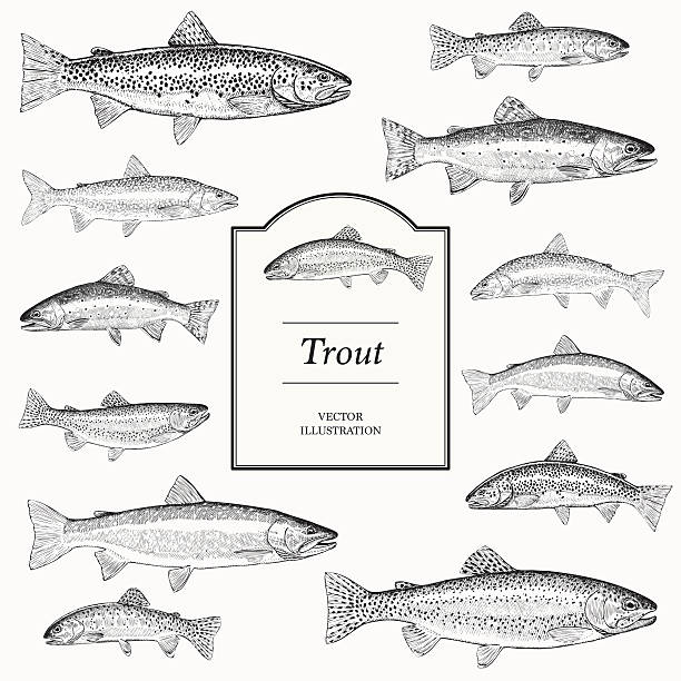 ręcznie rysowane wektor ilustracji z pstrągów - brown trout stock illustrations