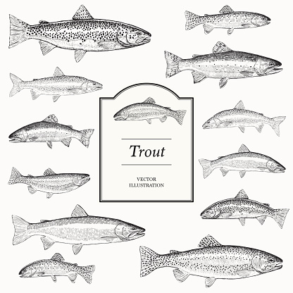 Hand Drawn Vector Illustrations of Trout (Brook, Lake, Bull, Golden, Brown and Rainbow)