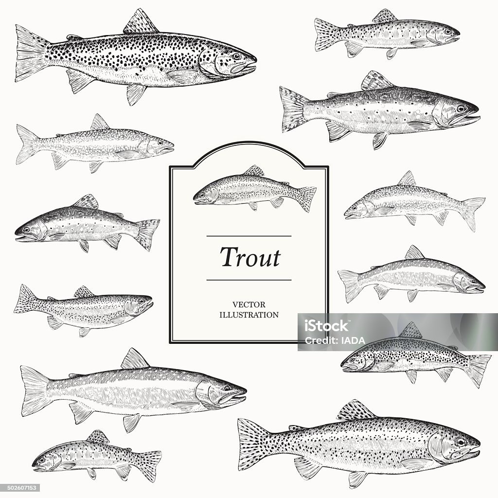 Hand Drawn Vector Illustrations of Trout Hand Drawn Vector Illustrations of Trout (Brook, Lake, Bull, Golden, Brown and Rainbow) Trout stock vector