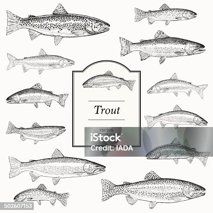 480+ Fly Fishing Trout Stock Illustrations, Royalty-Free Vector Graphics &  Clip Art - iStock