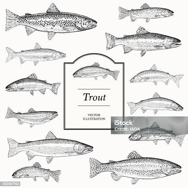 Hand Drawn Vector Illustrations Of Trout Stock Illustration - Download Image Now - Trout, Fly-fishing, Bull Trout