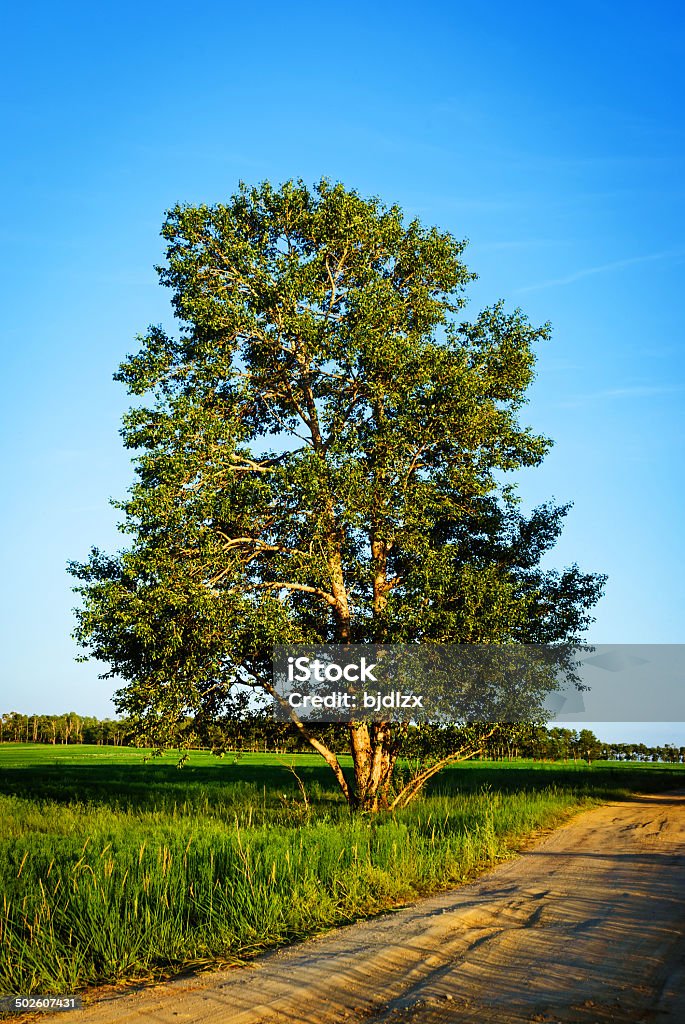 Estrada rural e Árvore - Royalty-free Agricultura Foto de stock