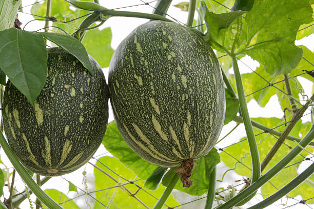 istock Marrow planted on the farm 502607956