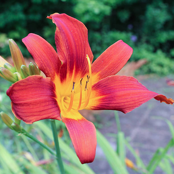 istock bright flower daylily 502608198
