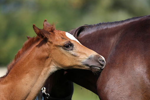 Close up of a cute arabian breed foal with her mother