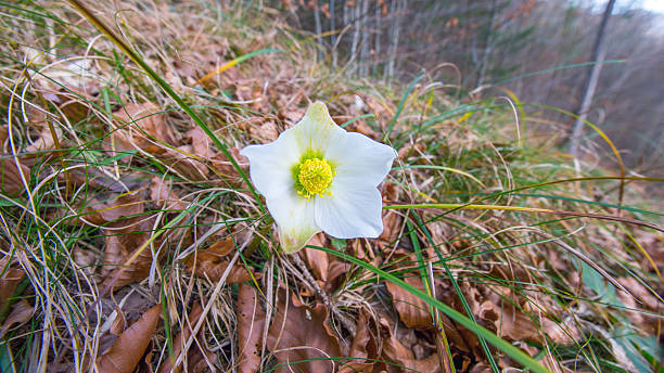 inverno rose makro - schneerose imagens e fotografias de stock