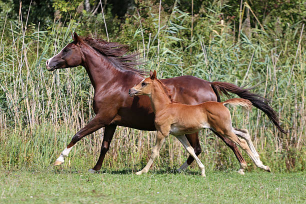 Asil Arabian foal (Asil means - this arabian horses are of pure egyptian descent) - about 8 weeks old. Isolated on white. The young stallion smooch with his mother.  