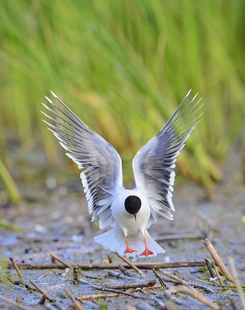 istock The Little Gull (Larus minutus) in flight 502611660
