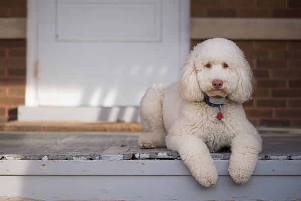 Dog on Porch stock photo