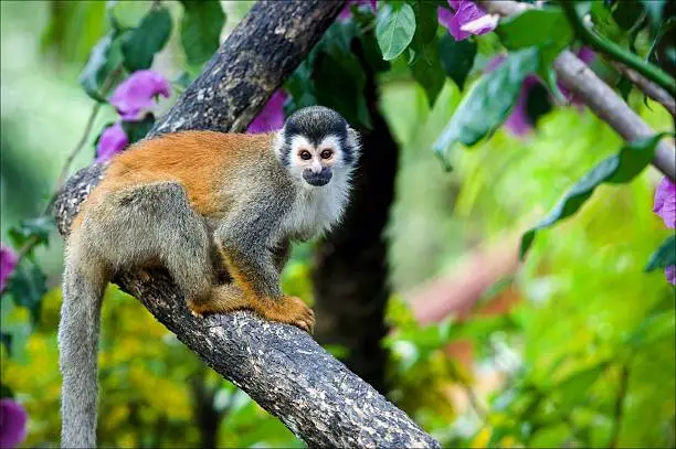 The squirrel monkey and pink flowers. The squirrel monkey saimiri sits in a magnificent environment of colors. The common squirrel monkey (Saimiri sciureus) is a small New World monkey