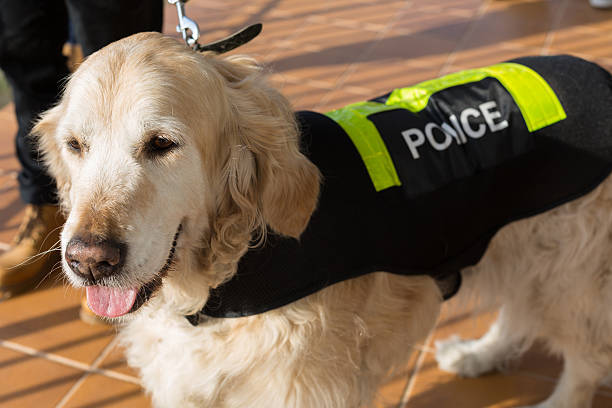 istock Police dog with distinctive 502612210