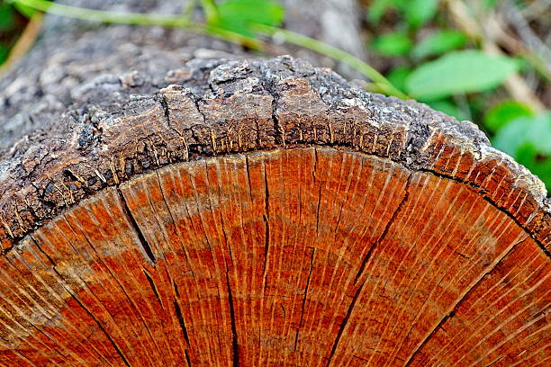 istock Wooden texture of a tree trunk 502613806