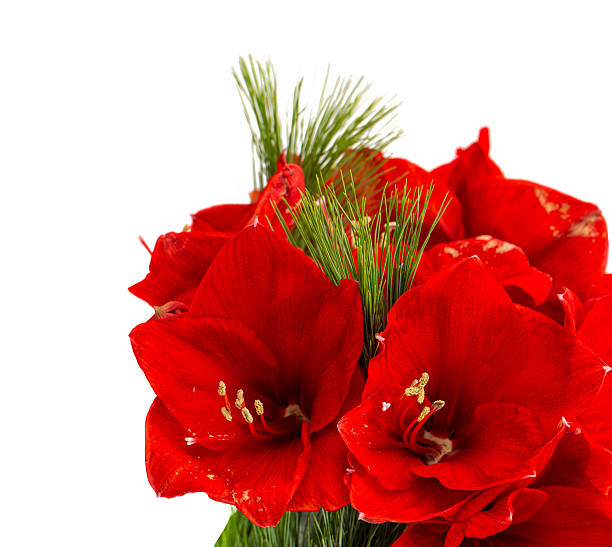 istock Amaryllis blossoms. Christmas flowers bouquet on white 502614338