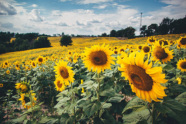 sonnenblumen - sunflower seed oil stock-fotos und bilder