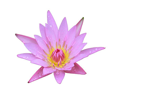 istock Pink Lotus flower top side view Isolated on white background 502615300