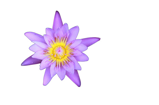 Violet Lotus flower top view has some drop water on the petal, Isolated on white background, symbol of purity and Buddhism, Scientific name is Nelumbo nucifera.