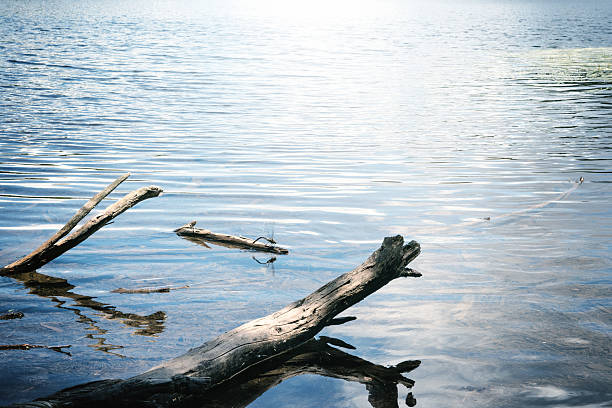 istock Pond of a dragonfly 502616118