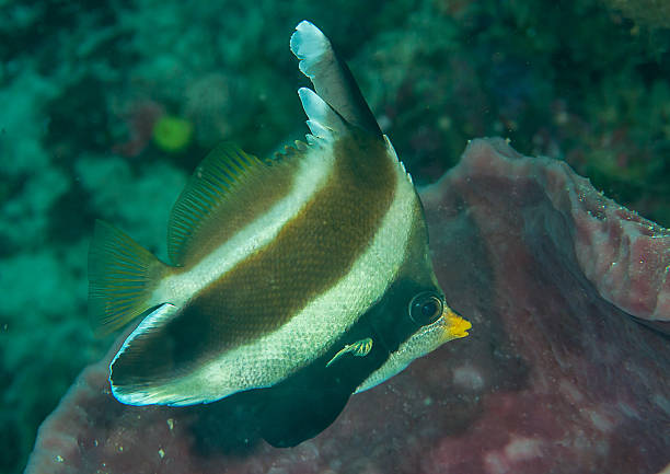 Pennant bannerfish Heniochus chrysostomus, common name Threeband pennantfish, is a tropical fish of the family Chaetodontidae pennant bannerfish photos stock pictures, royalty-free photos & images