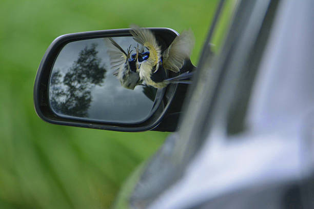 istock Bird infront of car mirror 502616738