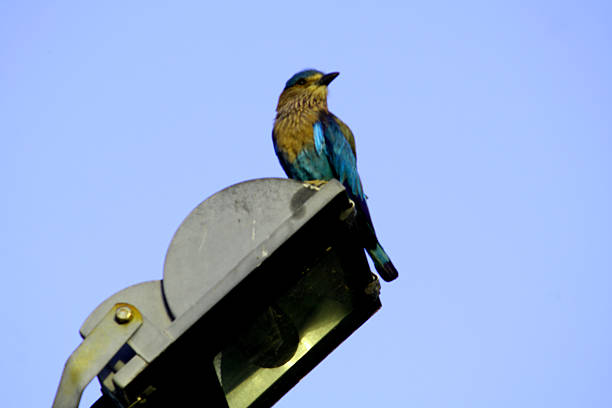 istock Bird on street lamp 502617200