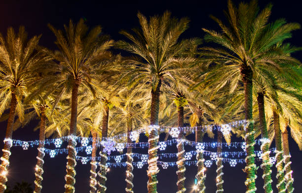 Palm Holiday Lights Christmas holiday illumination on palm trees in Tampa, Fl. florida christmas stock pictures, royalty-free photos & images
