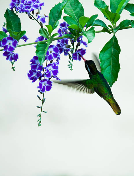istock Hovering Broad-Billed Hummingbird sipping nectar 502617293
