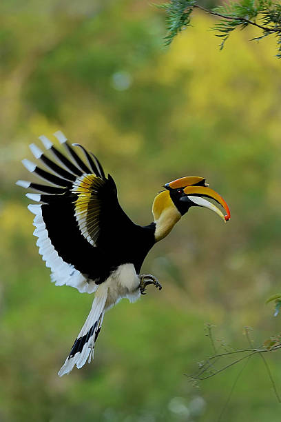 Hornbill in Sri Lanka Hornbill in Sri Lanka hornbill stock pictures, royalty-free photos & images