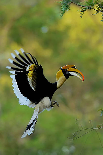 calau no sri lanka - bucerotidae - fotografias e filmes do acervo