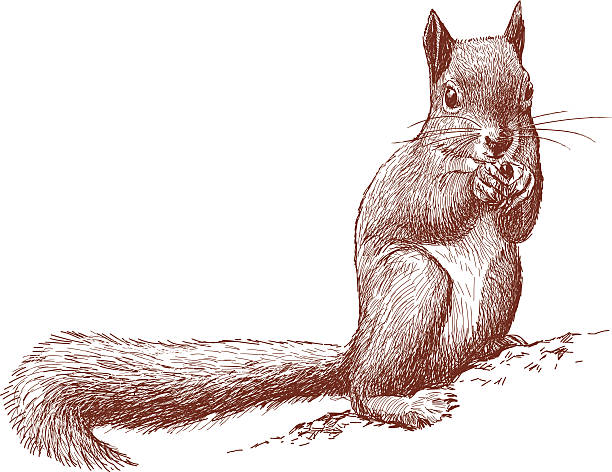 wild-eichhörnchen - eichhörnchen stock-grafiken, -clipart, -cartoons und -symbole