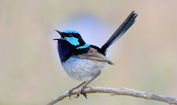 Blue Rens Bird Blue Wren Bird