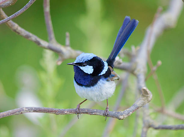 istock Stunning blue fairy wren 502618520