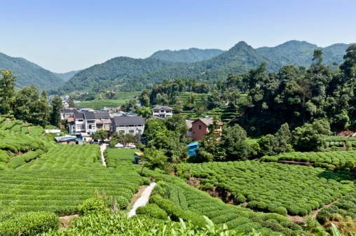 Hangzhou West Lake Longjing tea garden