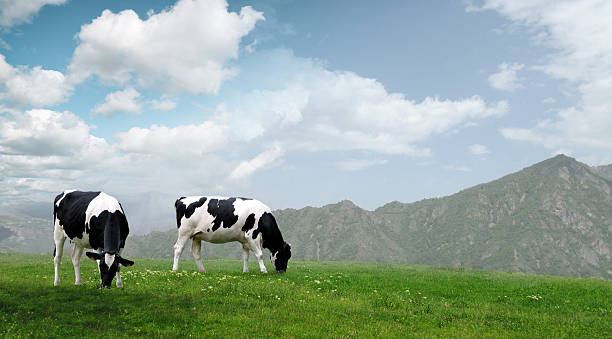 istock Cows grazing on a green summer meadow at sunny day. 502618962