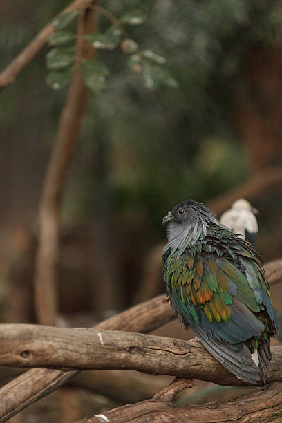 istock Nicobar Pigeon, Caloenas nicobarica, bird 502618968