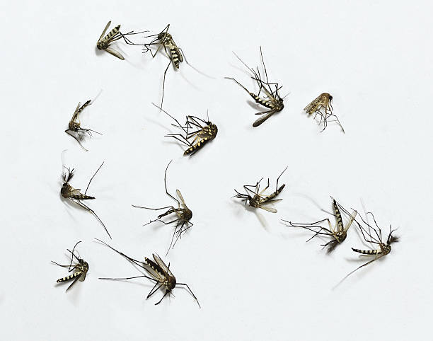 grupa mosquito dade na białym tle backgroun - haustellum zdjęcia i obrazy z banku zdjęć
