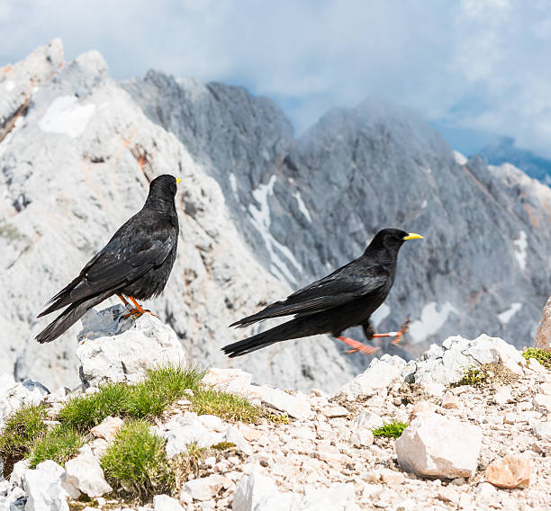 istock Pair of alpine choughs 502619109