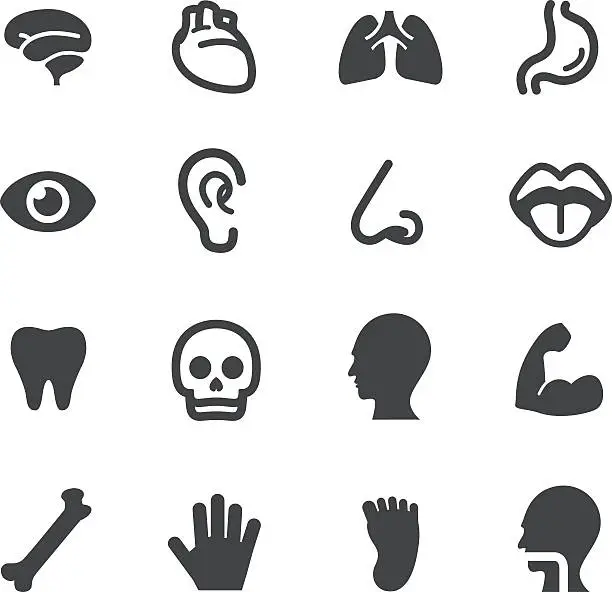 Vector illustration of Human Anatomy Icons - Acme Series