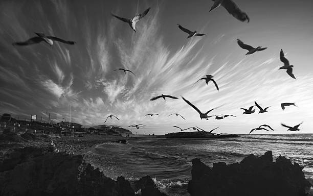 istock sea gull swarm 502619670