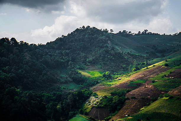 istock Cabbage field in Mon Jam mountain, Chiang Mai 502620366