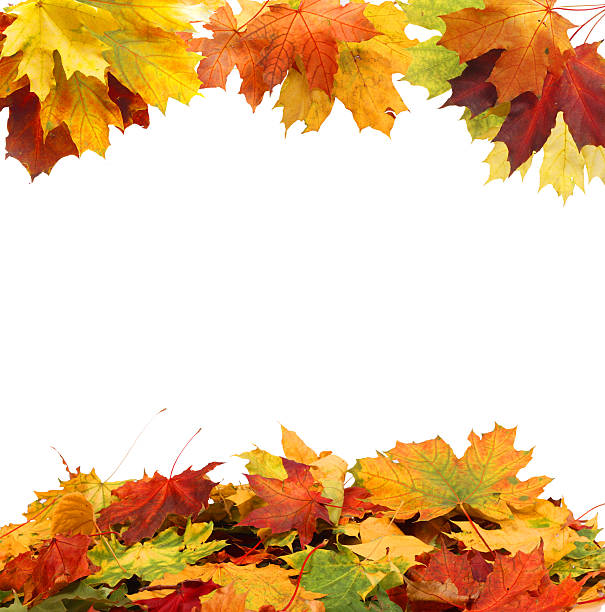 istock Isolated Autumn Leaves 502620479