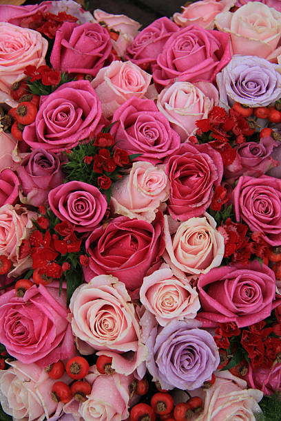 istock Bridal roses in pink and purple 502620809
