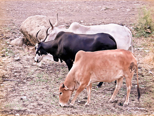 Domestic animals, India