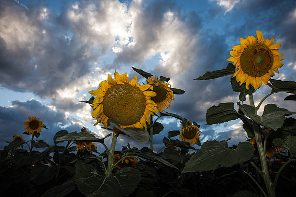 Beautiful sunflowers in the field stock photo