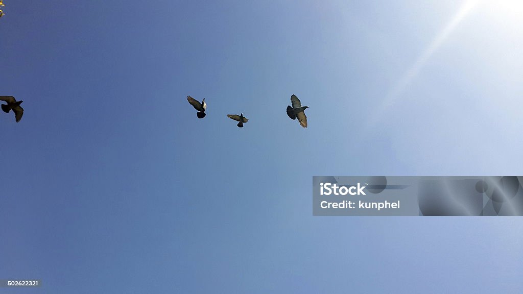 Pigeons in the sky - Foto de stock de Animal royalty-free