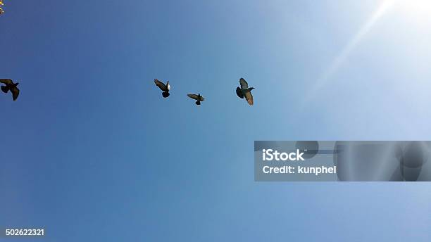 Foto de Pigeons In The Sky e mais fotos de stock de Animal - Animal, Asa animal, Azul