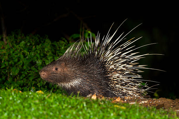 istock Full body side view of Nocturnal animals 502622971