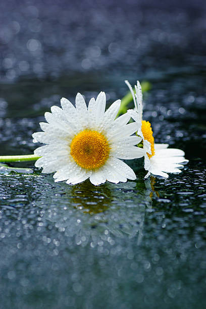 istock Nature concept: wet of two daisies, blue background 502623125