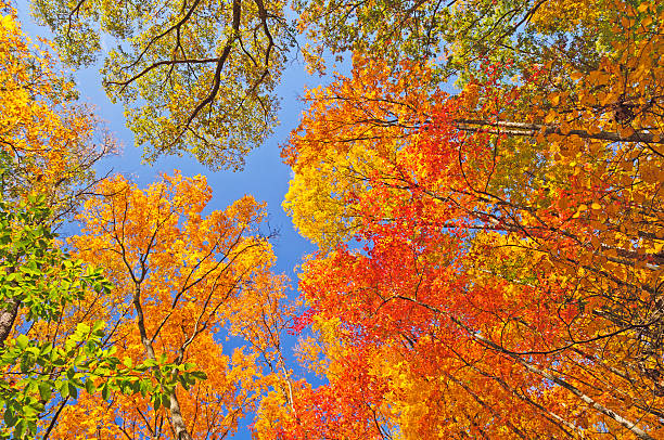 Falls Colors in  the Forest Canopy stock photo