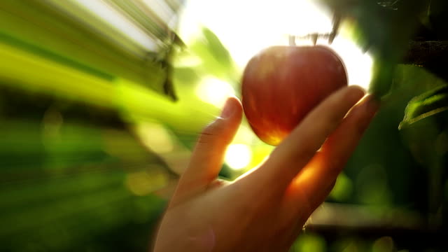 Eve Picking Apple